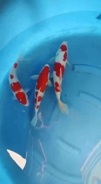 Kolo Image