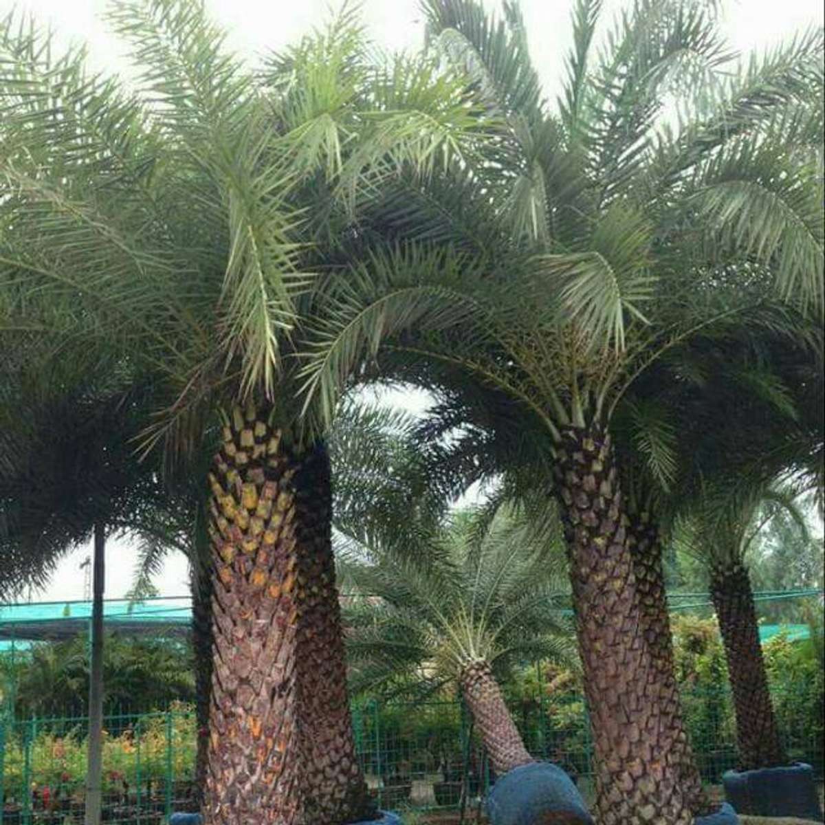 Date palm with Ploybag 40*40 Size Available @AG