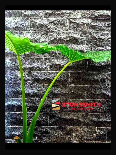 Wall Designs by Building Supplies STONESMITH S, Kozhikode | Kolo