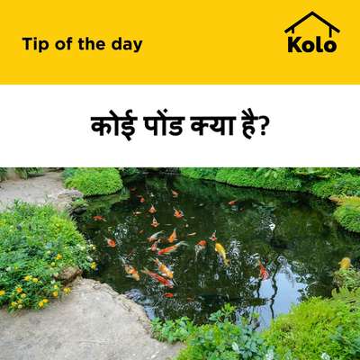 Kolo Image