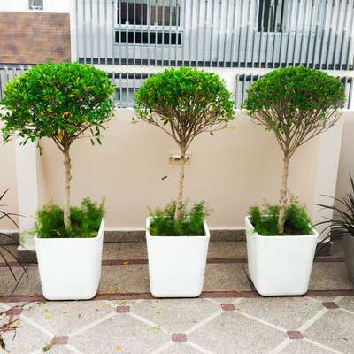 Outdoor Designs by Gardening & Landscaping wahid Choudhary, Delhi | Kolo