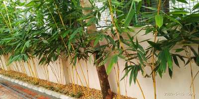 Wall Designs by Gardening & Landscaping Reji RR, Thiruvananthapuram | Kolo