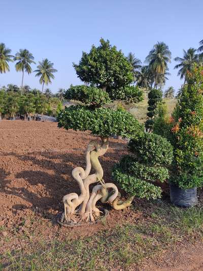 Outdoor Designs by Gardening & Landscaping Isac Joshi, Ernakulam | Kolo