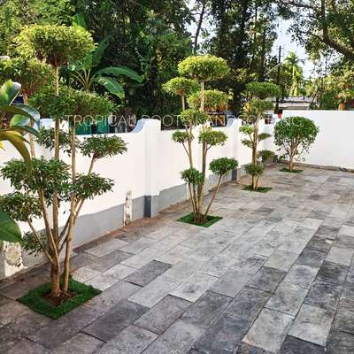 Flooring Designs by Gardening & Landscaping Tropical Roots LandscapingAjeesh, Ernakulam | Kolo