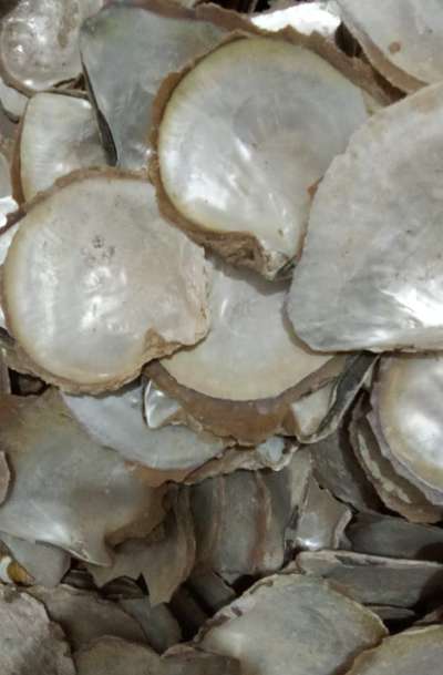 Kolo Image